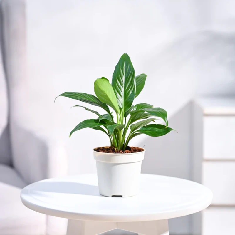 Peace Lilly Plant