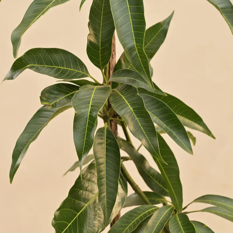 Kesar Mango Plant view 2