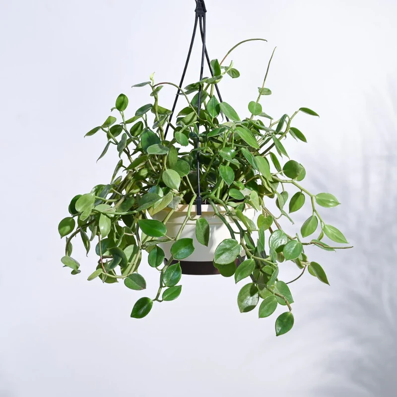 Peperomia Creeper Plant