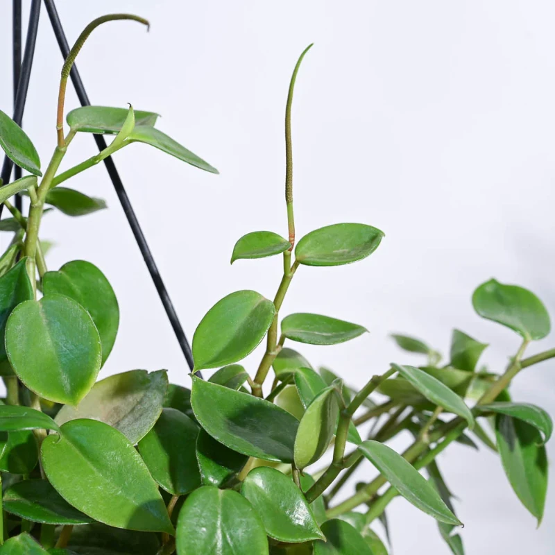 Peperomia Creeper Plant view 2