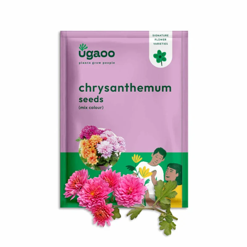 Chrysanthemum