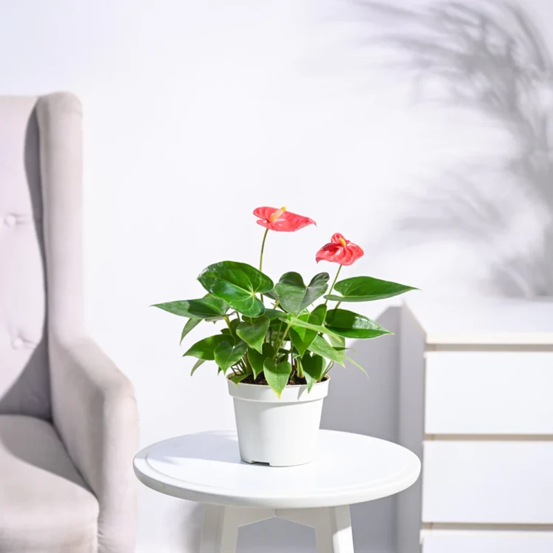 Anthurium Red Plant