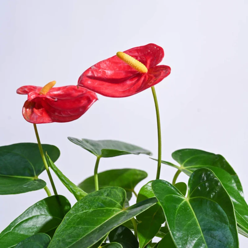 Anthurium Red Plant view 2