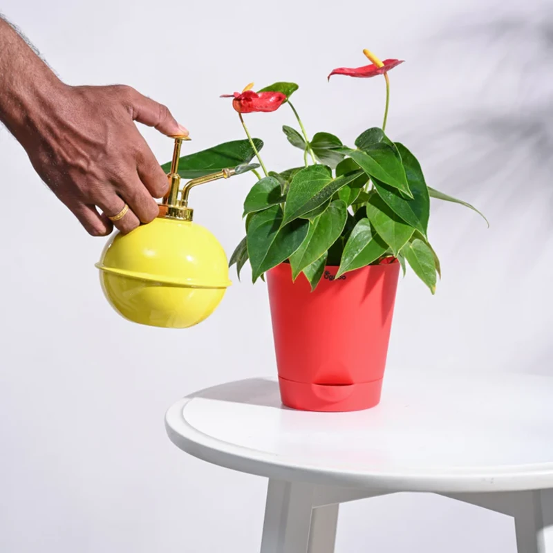 Anthurium Red Plant view 3